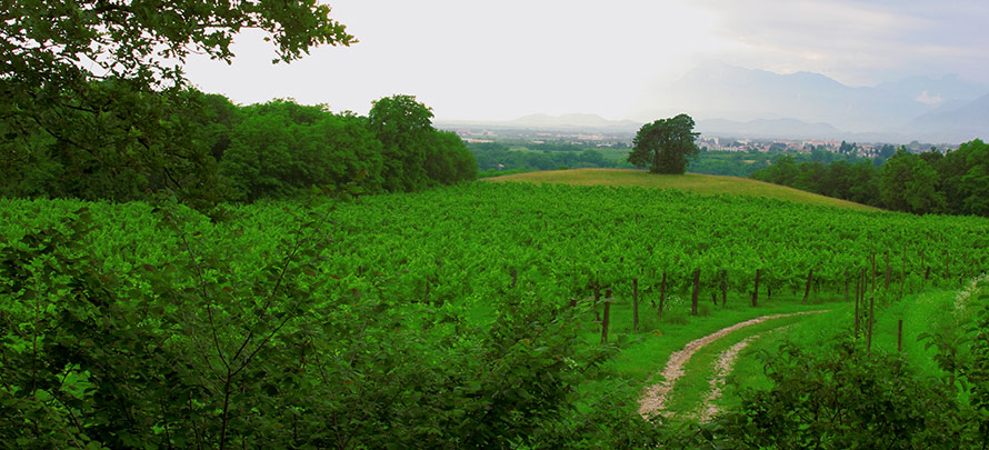 Panorama - I vigneti
